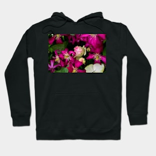 A Rose Among The Clematis Hoodie
